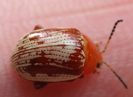 Sumac Flea Beetle Sumac Flea Beetle